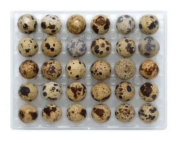 Quail Eggs For Sale