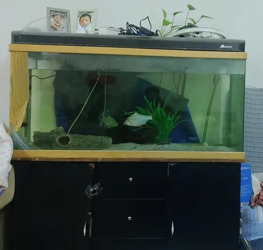 Fish Tank