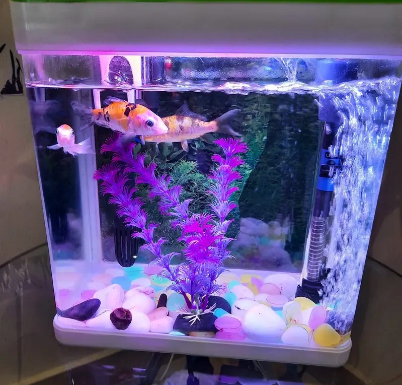 Beautiful Fish Tank With All Equipment