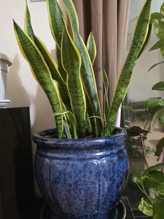 Variety Of Plants For Sale