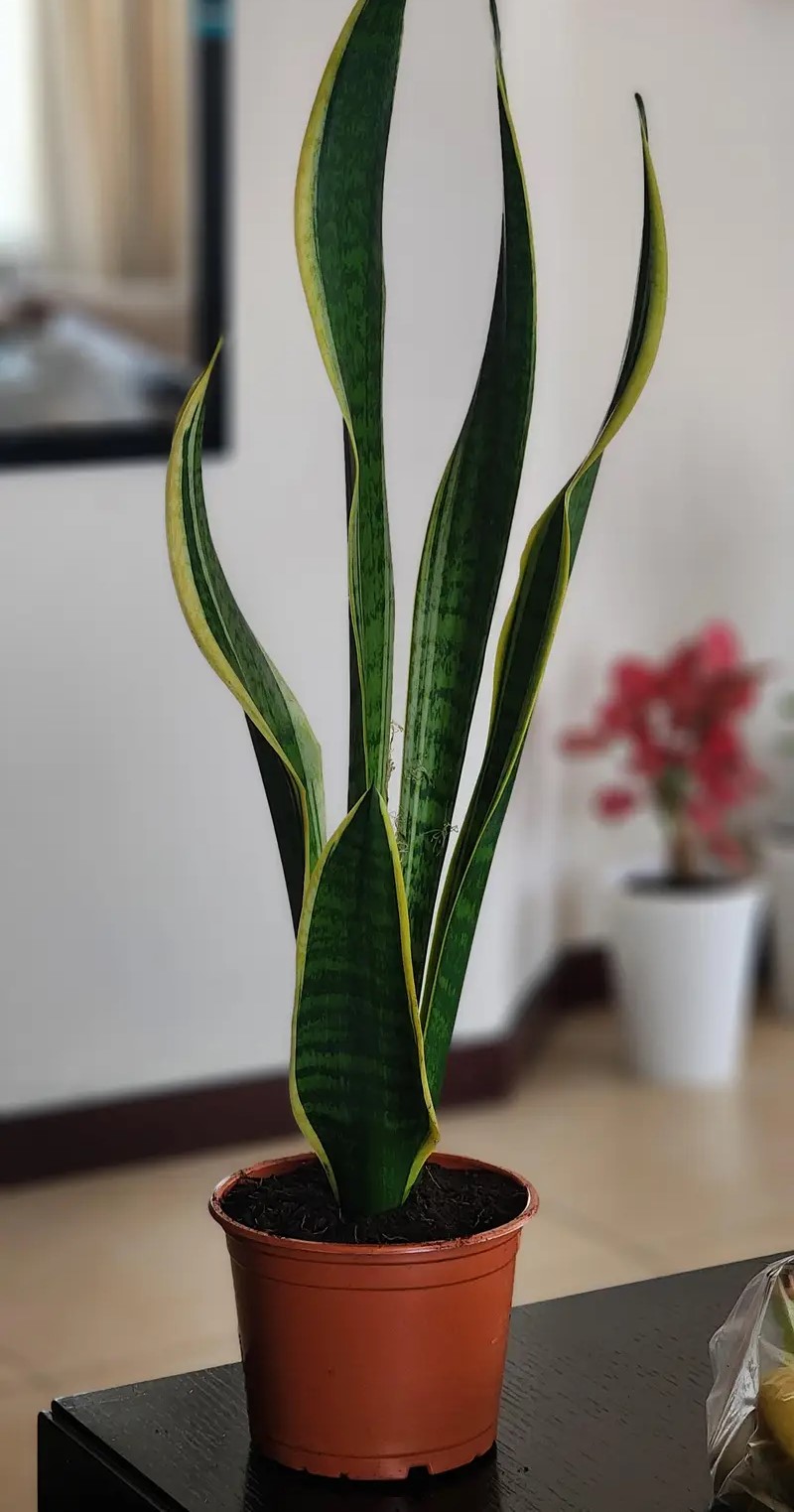 Snake Plant