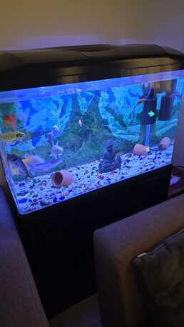 Bhd 60, Well Maintained Aqauirum For Sale